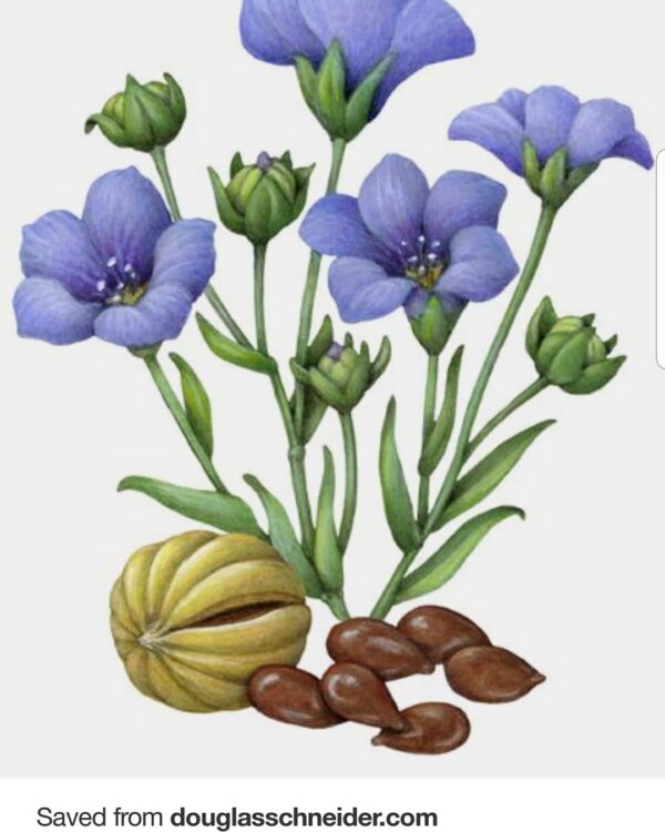 Flax Flower - 18" x 24" - Image 5